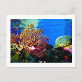 Carte Postale Corail clair (Devant)