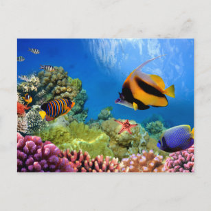 Carte Postale Corail coloré et poissons tropicaux