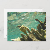 Carte Postale Corail d'Elkhorn en Floride Keys (Devant / Derrière)