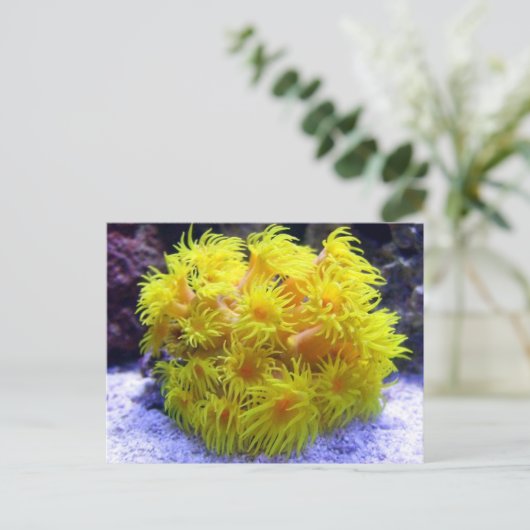 Carte Postale Corail doré (Debout devant)