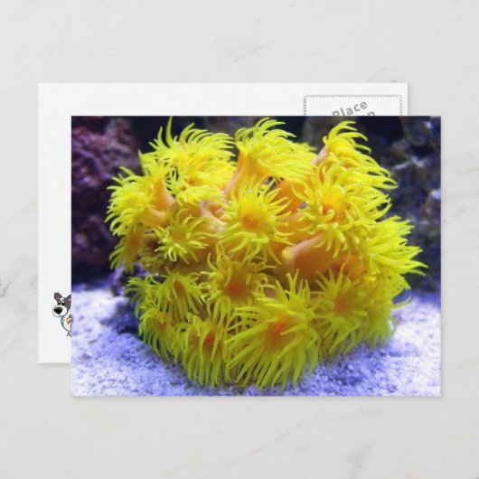 Carte Postale Corail doré (Devant / Derrière)