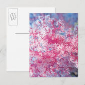 Carte Postale Corail gorgonien (Devant / Derrière)