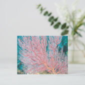 Carte Postale corail gorgonien 3 (Debout devant)
