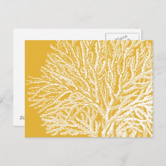 Carte Postale Corail jaune et blanc (Devant / Derrière)