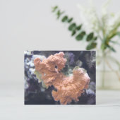 Carte Postale Corail no 1 (Debout devant)