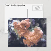 Carte Postale Corail no 1 (Devant / Derrière)