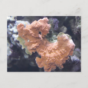 Carte Postale Corail no 1