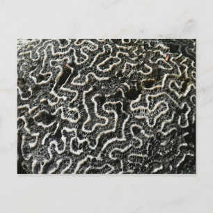 Carte Postale Corail noir et blanc II Photo de nature abstraite