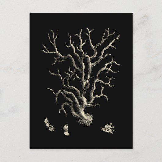 Carte Postale Corail noir et tan (Devant)
