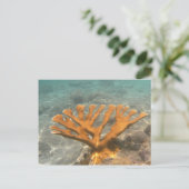 Carte Postale Corail orange (Debout devant)