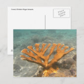 Carte Postale Corail orange (Devant / Derrière)