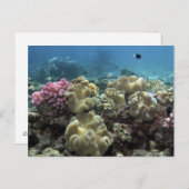 Carte Postale Corail, récif d'Agincourt, la Grande barrière de (Devant / Derrière)