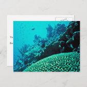 Carte Postale Corail Reef (Devant / Derrière)
