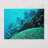 Carte Postale Corail Reef (Devant)