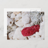 Carte Postale Corail rose (Devant / Derrière)