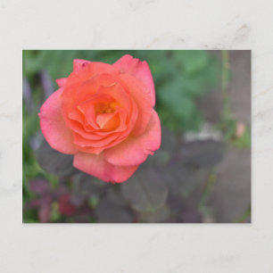 Carte Postale Corail rose Rose Nature Photographie Plante