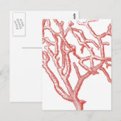 Carte Postale Corail rouge (Devant / Derrière)