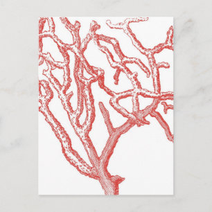 Carte Postale Corail rouge