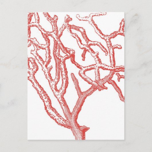 Carte Postale Corail rouge (Devant)