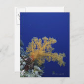 Carte Postale Corail sous-marin (Devant / Derrière)