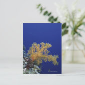 Carte Postale Corail sous-marin (Debout devant)