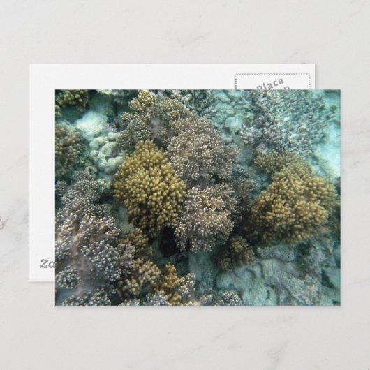 Carte Postale Corail vivant (Devant / Derrière)