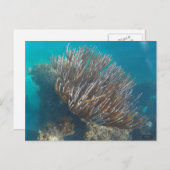 CARTE POSTALE CORAL #1 (Devant / Derrière)