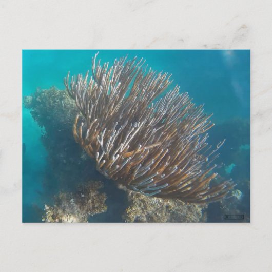 CARTE POSTALE CORAL #1 (Devant)