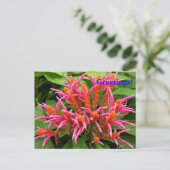 Carte postale Coral Aphelandra (Debout devant)