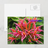 Carte postale Coral Aphelandra (Devant / Derrière)