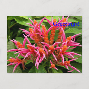 Carte postale Coral Aphelandra