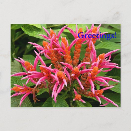 Carte postale Coral Aphelandra (Devant)