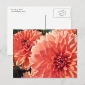 Carte Postale Coral Orange Dahlia (Devant / Derrière)