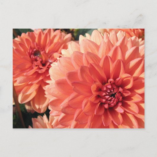 Carte Postale Coral Orange Dahlia (Devant)