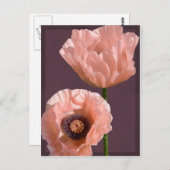 Carte postale Coral Poppies (Devant / Derrière)