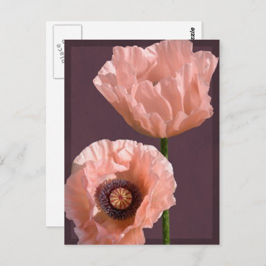 Carte postale Coral Poppies (Devant / Derrière)