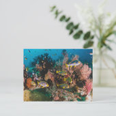 Carte postale Coral Reef (Debout devant)