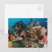 Carte postale Coral Reef (Devant / Derrière)