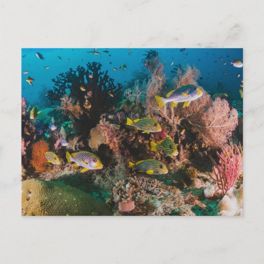 Carte postale Coral Reef (Devant)