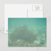 Carte postale Coral Reef (Devant / Derrière)
