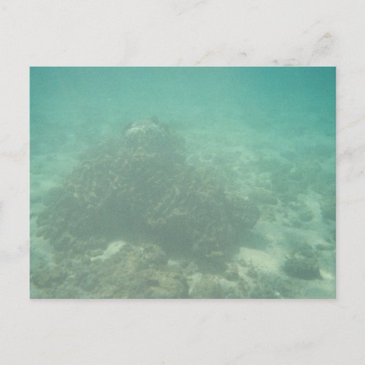 Carte postale Coral Reef (Devant)
