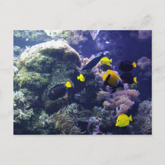 Carte postale Coral-Reef