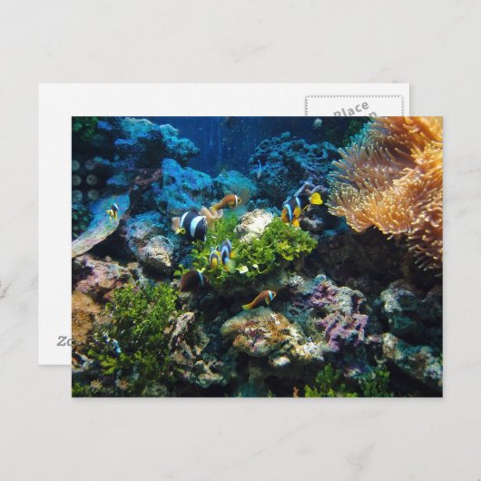 Carte postale Coral Reef (Devant / Derrière)