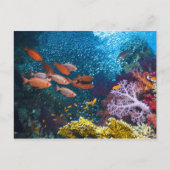 Carte Postale Coral Reef | Bigeye or Goggle-Eye (Devant)