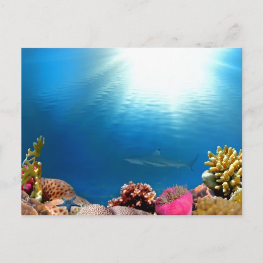 Carte Postale Coral Reef & Requin (Devant)