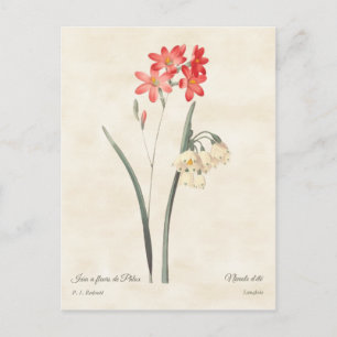 Carte Postale Coral rose Ixia Botanique Vintage