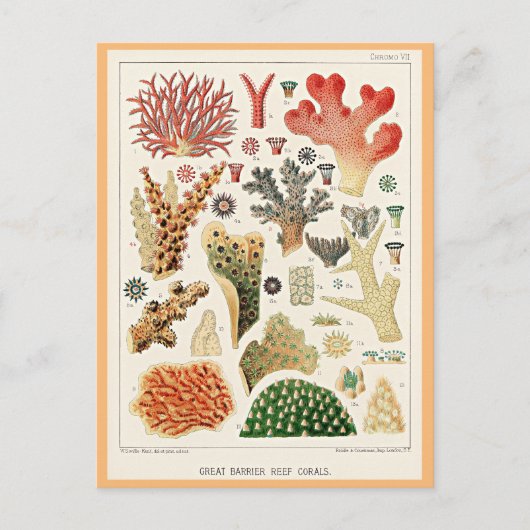 Carte Postale Coraux de la Grande Barrière de Corail (Devant)