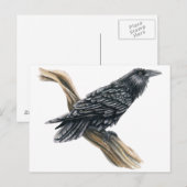 Carte Postale Corbeau (Devant / Derrière)
