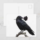 Carte Postale Corbeau (Devant / Derrière)