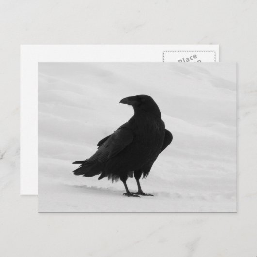Carte Postale Corbeau (Devant / Derrière)